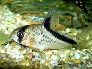 CORYDORAS MELINI