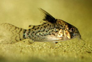 CORYDORAS PUNCTATUS