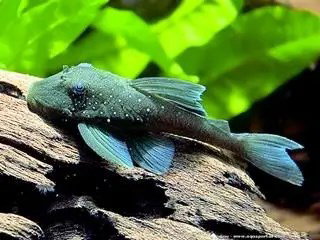 HEMIANCISTRUS L128
