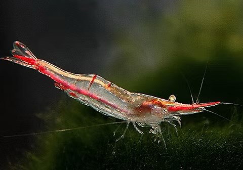 CARIDINA GRACILIROSTRIS