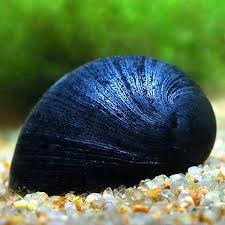 NERITINA PULLIGERA BLACK HELMET