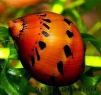 NERITINA SPOTTED