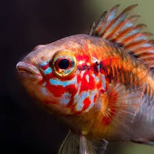 APISTOGRAMMA VIEJETA Super Red