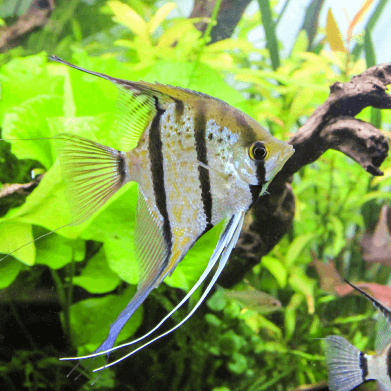 PTEROPHYLLUM SCALARE - RIO NANAY