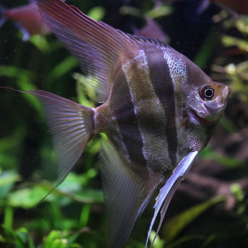 PTEROPHYLLUM ALTUM - ORINOCO F1