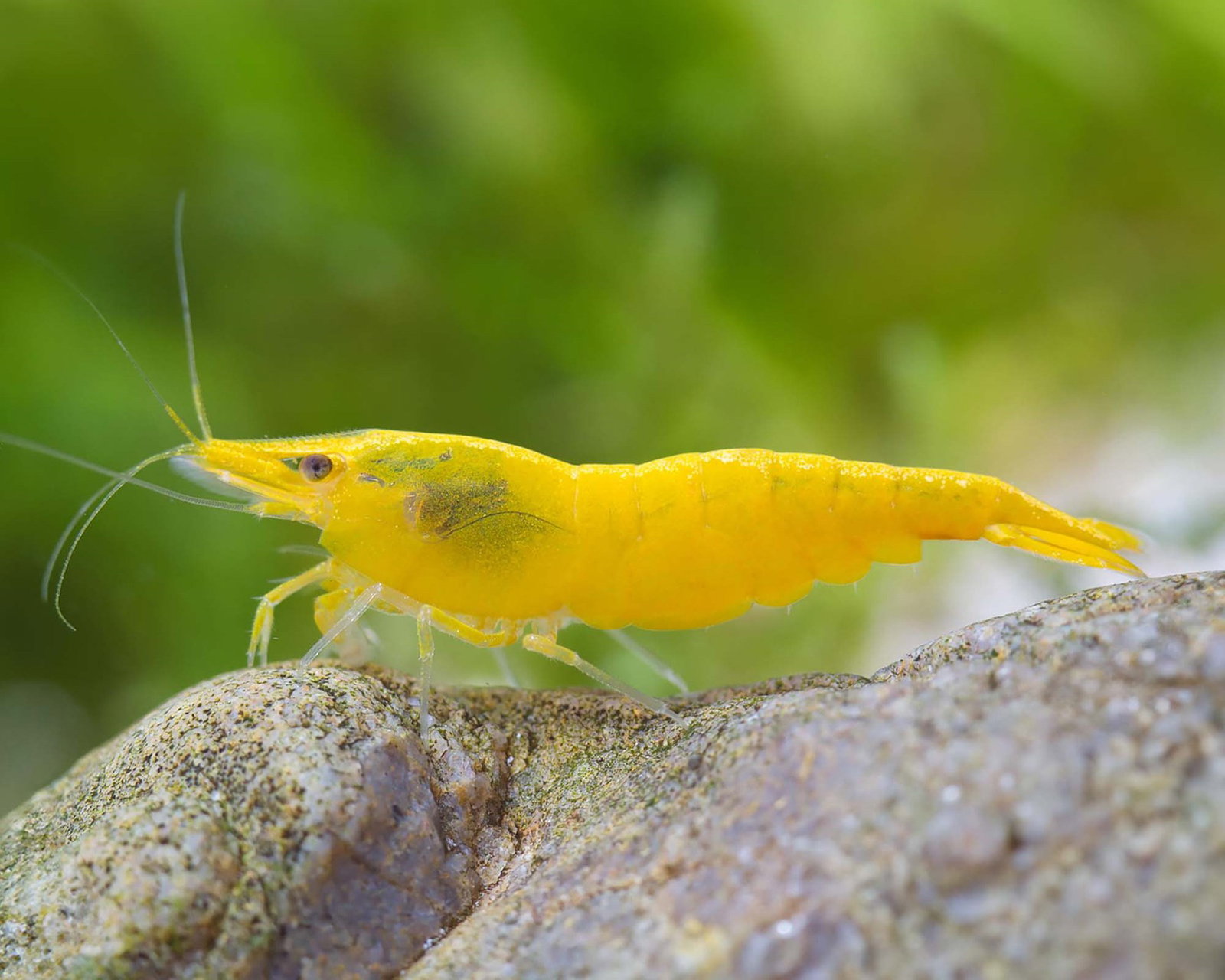 NEOCARIDINA DAVIDI YELLOW