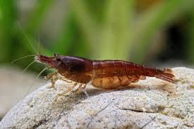 NEOCARIDINA DAVIDI CHOCOLATE