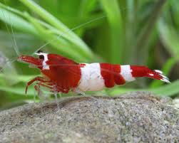 CARIDINA TAIWAN Bee RED WINE “Hinomaru”