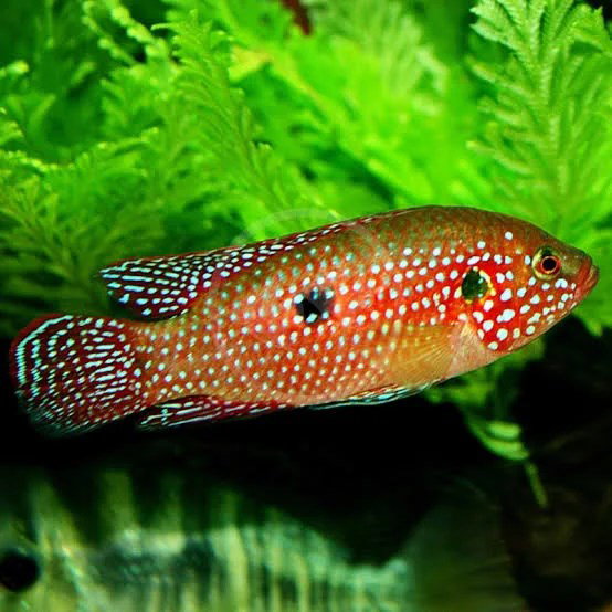 HEMICHROMIS LIFALILI