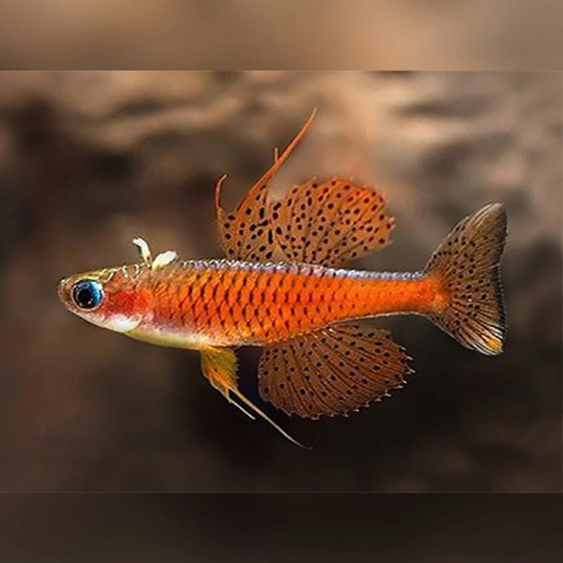 PSEUDOMUGIL PASKAI RED NEON