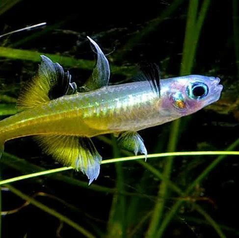 PSEUDOMUGIL SIGNIFER