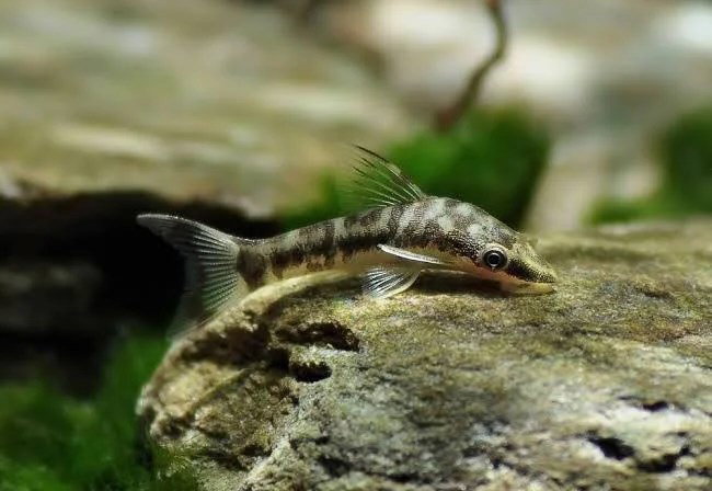 OTOCINCLUS COCAMA