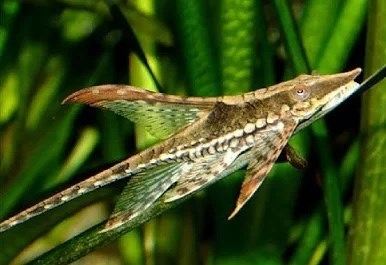 STURISOMA AUREUM