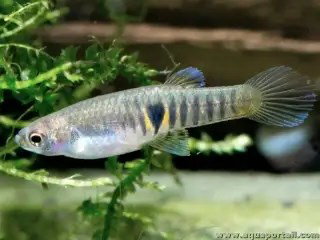  NEOHETERANDRIA ELEGANS