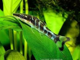 OTOCINCLUS ARNOLDI