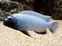 HAPLOCHROMIS AENOCOLOR