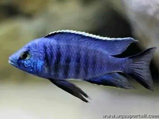 COPADICHROMIS AZUREUS
