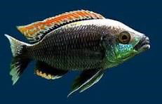 COPADICHROMIS VIRGINALIS FIRE CREST