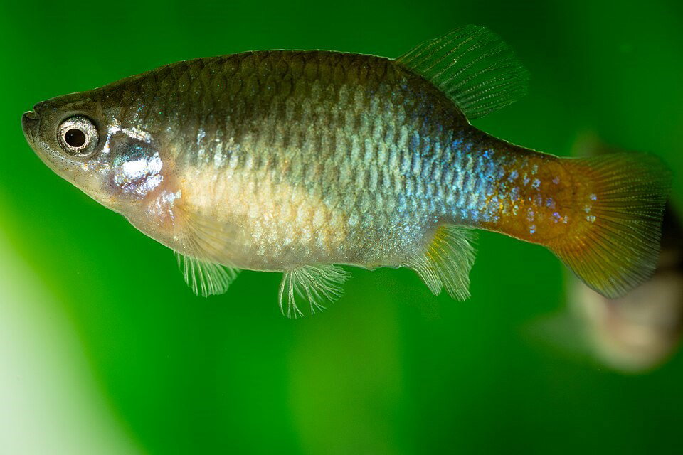 XENOTOCA EISENI