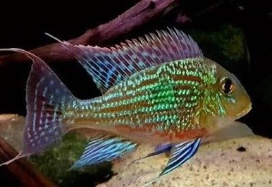 GEOPHAGUS SVENI