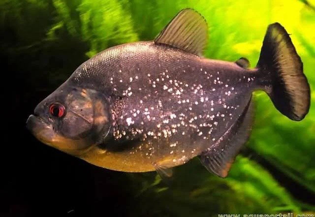 SERRASALMUS RHOMBEUS