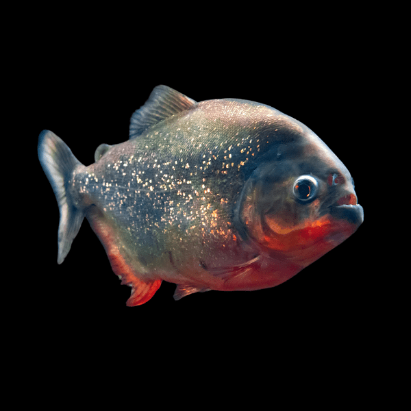 SERRASALMUS NATTERERI