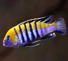 CYNOTILAPIA AFRA COBUE
