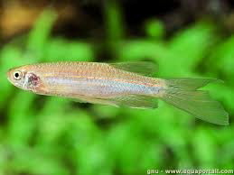 DANIO ALBOLINEATUS