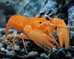 CHERAX ABRICOT
