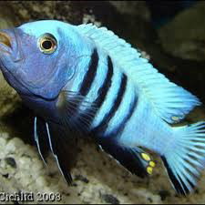 CINOTILAPIA PULPICAN