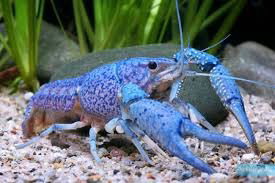 PROCAMBARUS ALLENI