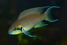 LAMPROLOGUS BRICHARDI