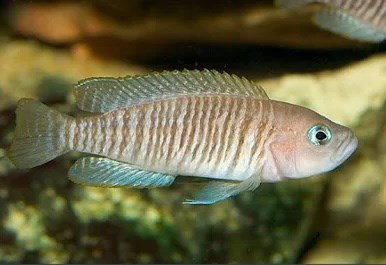 NEOLAMPROLOGUS MULTIFASCIATUS