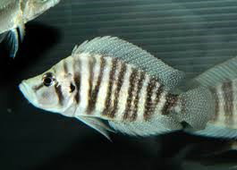 ALTOLAMPROLOGUS COMPRESSICEPS