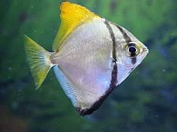 MONODACTYLUS ARGENTEUS