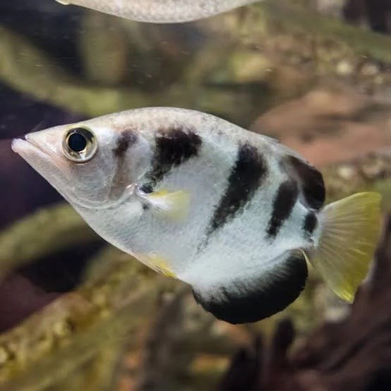 TOXOTE JACULATRIX