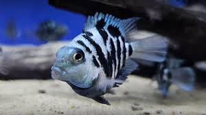 CICHLASOMA BLUE TIGER PARROT