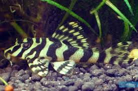 PECKOLTIA VITATA L015