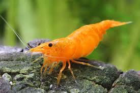 CARIDINA ORANGE