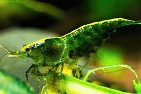 CARIDINA DAVIDI GREEN JADE