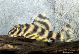 PECKOLTIA VITTATA L103