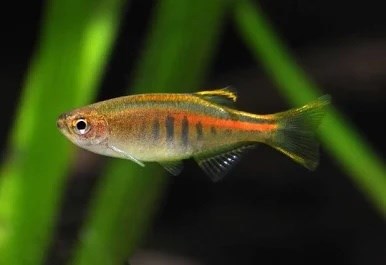 DANIO CHOPRAE