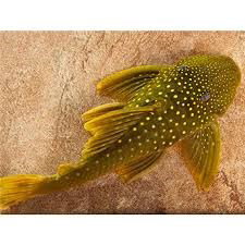 Chaetostomus L200