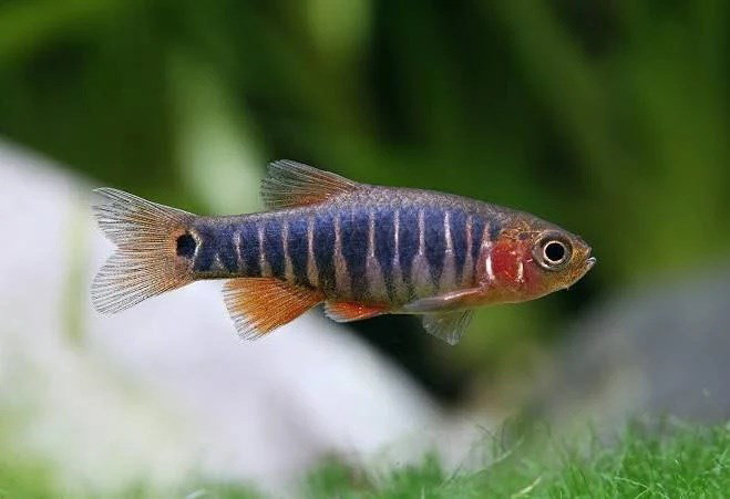MICRORASBORA ERYTHROMICRON