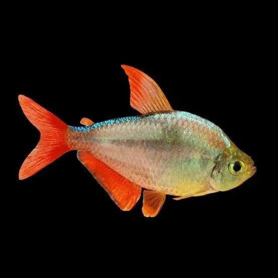 HYPHESSOBRYCON COLUMBIANUS