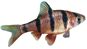DESMOPUNTIUS PENTAZONA
