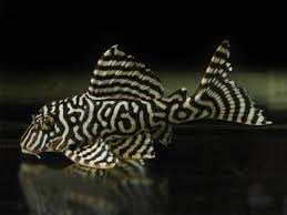 HYPANCISTRUS L333