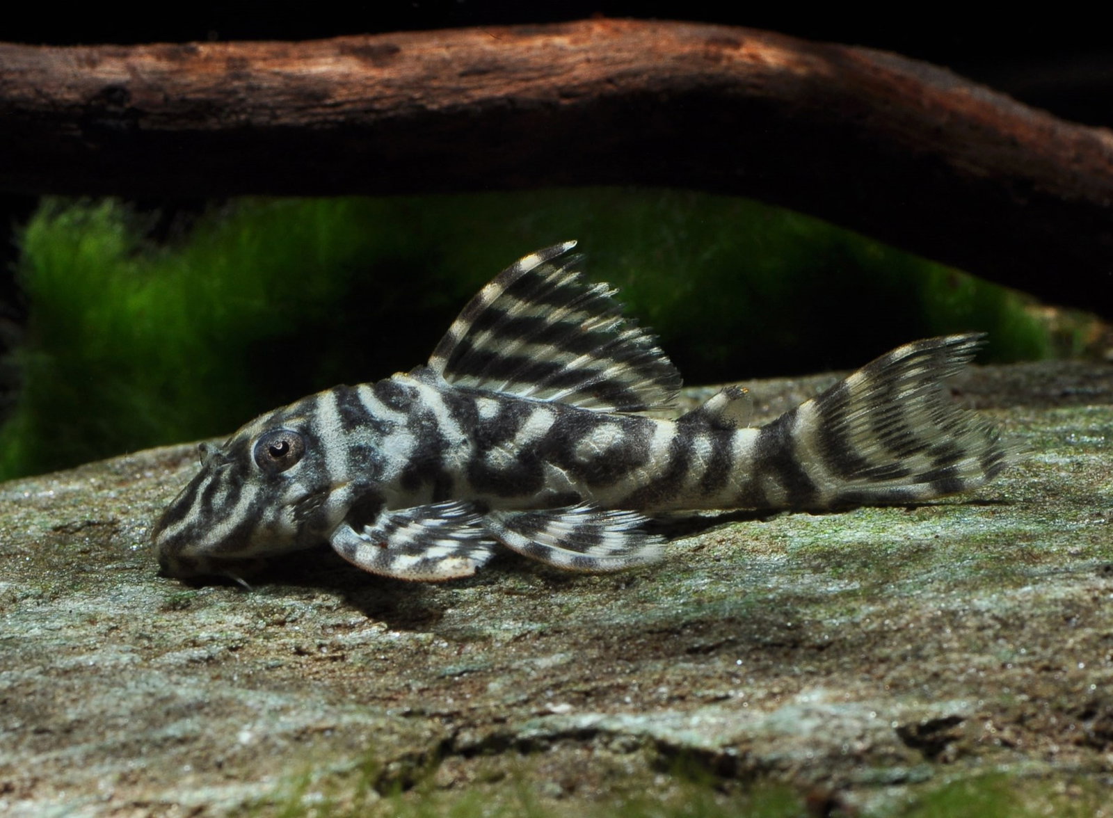 HYPANCISTRUS L129