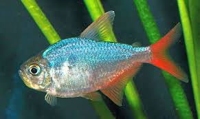 MOENKHAUSIA COLUMBIANA