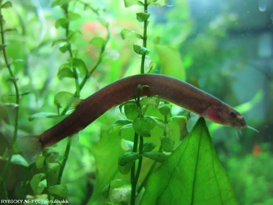 PANGIO JAVANICUS